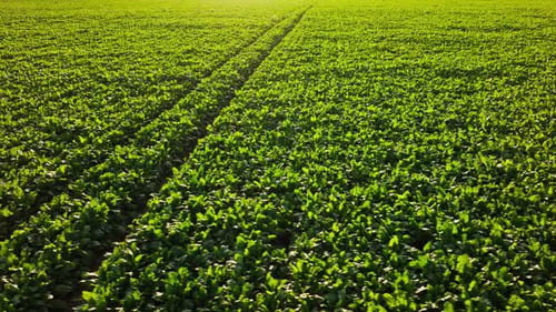 Aerial View Of Sugar Beet Field In Golden Hour Farming Countryside Scene