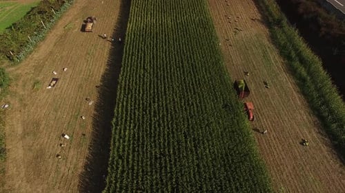 Corn Field Harvest Tractor Aerial View 01