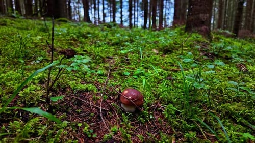 The Brown mushrooms growth on Wet ground in the forest. close up shot.