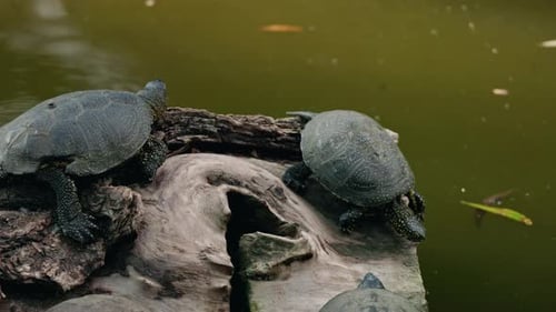 Zwei Schildkröten ruhen auf einem Baumstamm über dem Teichwasser