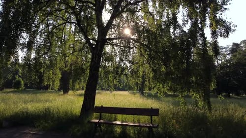 Moving Under Birch Tree Branch Park Sunny Summer Morning Movement Tree Branch