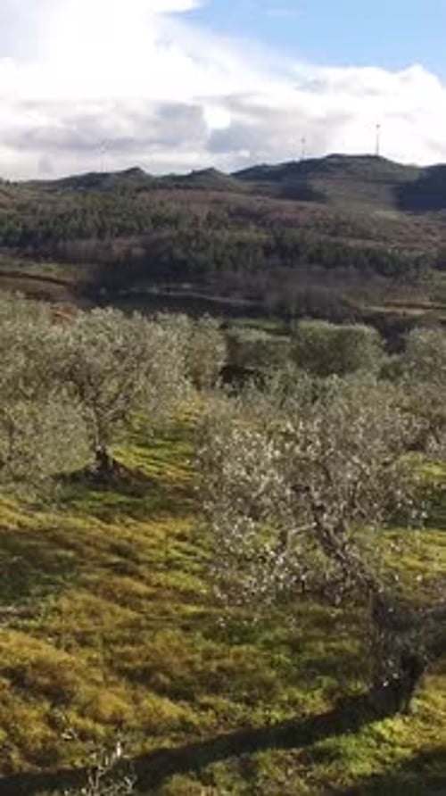 Vertical Video of Field with Olives Trees