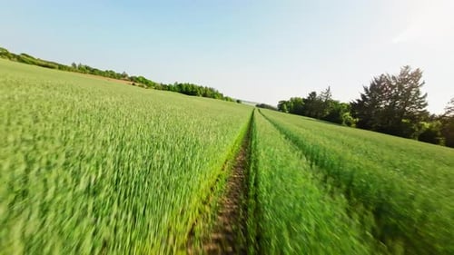 Aerial View of Green Field of Crops