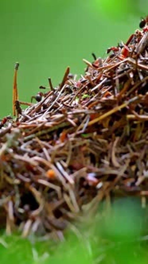 Large Anthill wird in Nahaufnahme gedreht