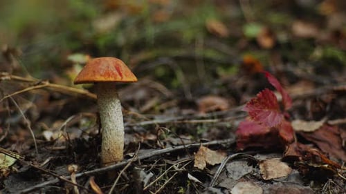 Leccinum Mushroom on Forest Floor Surrounded by Fallen Autumn Leaves