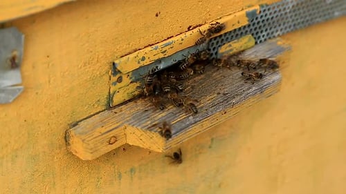 The work of bees in the apiary closeup. Entrance to the hive.
