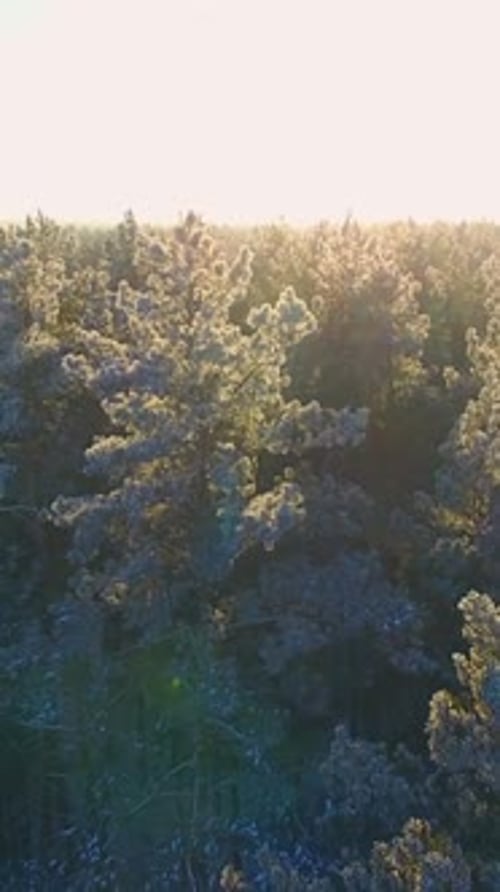 Coucher de soleil dans une forêt tranquille révélant la beauté et la sérénité de la nature