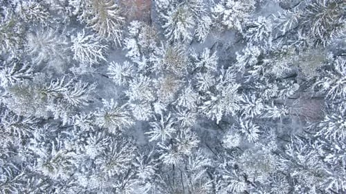 Beautiful Winter Forest Aerial View From the Drone