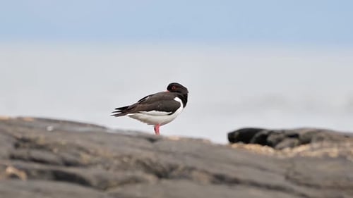L'huîtrier dort sur une côte rocheuse, le bec caché dans ses plumes