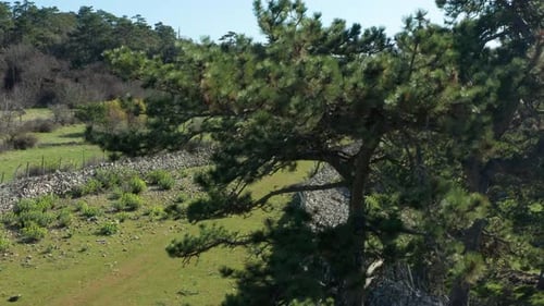 Runner With Pet Dog Running On Green Field Between Stone Walls. - aerial ascend