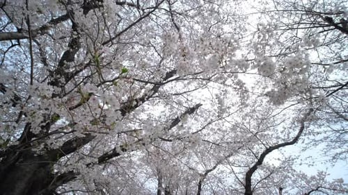 Zweige von Mandel-Sakura-Blüten mit blauem Himmelshintergrund an einem sonnigen Tag.