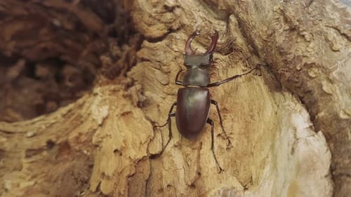 Close-up of European Stag Beetle with big horns moves by trunk of rotten tree