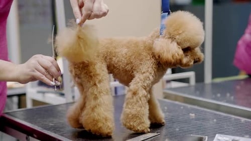 Canine Stylist Using Scissors to Groom a Puppy Poodle's Fur at a Pet Spa Groming Salon