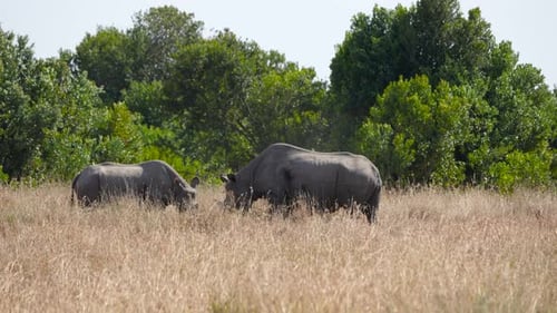 Spitzmaulnashörner weiden im Grasland der Ol Pejeta Conservancy in Kenia.