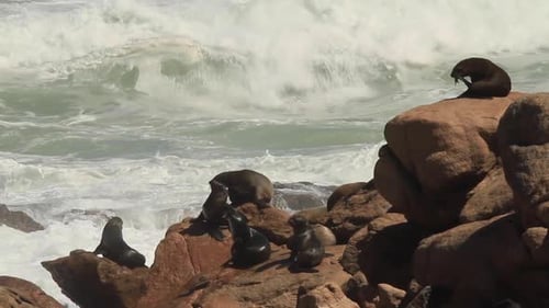 Cape Fur Seals on coast