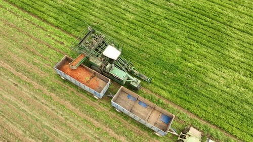 Aerial shot of a tractor harvesting carrots