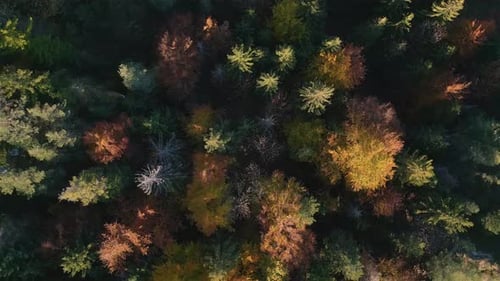 Top-Down Aerial View of Vibrant Autumn Forest