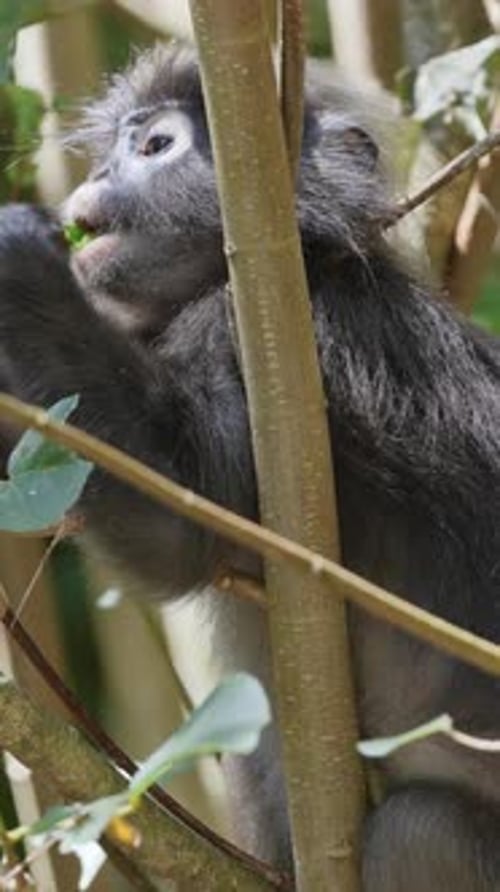 Singes à feuilles sombres en Malaisie à la verticale