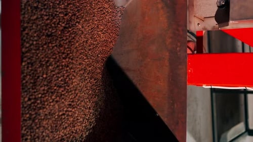 Vertical Video Closeup of Coffee Roasting Factory Machine Passes Coffee Sorting Product for Sale