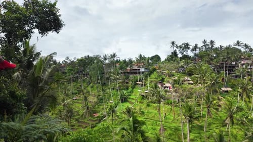 Woman Swinging Above Lush Green Tropical Landscape