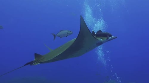 Majestic Manta Ray Gliding Through Blue Ocean
