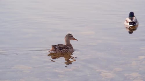 Portrait of a female mallard duck swimming in the river.