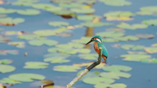 Slow motion view of Kingfisher in Friesland Netherlands perched over pond with lily pads in backgrou