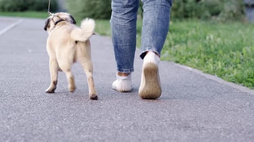 Back View of Funny Walk Pug Puppy Walking with Owner Cute Pug Dog Runs Along the Road at Summer in