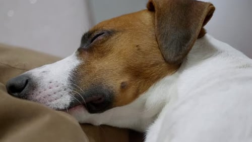 Cute Jack Russell Terrier Sleeping Peacefully on Couch
