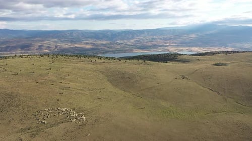 Vue aérienne d'un troupeau de moutons sur la colline au bord du lac