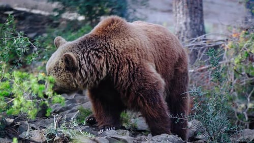 A lone grizzly bear walking among plants smelling and looking for food