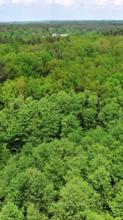 Coniferous and deciduous trees. Vertical video