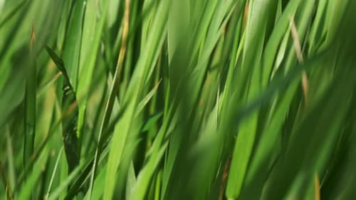 Green grass blades sway in spring breeze