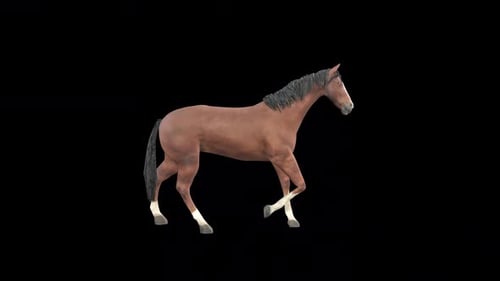 Horse Walk Idle
