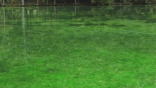 Forest Lake Landscape at Springtime