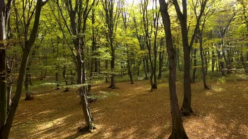 Aerial view of inside the autumn forest, drone moving forward through trees