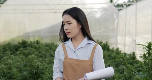 Young woman checking for research on green leaves of cannabis