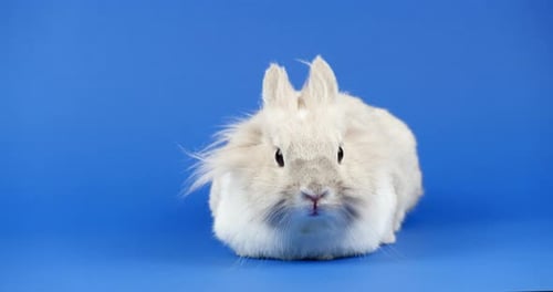 Fluffy Grey Rabbit Sitting on Blue Background