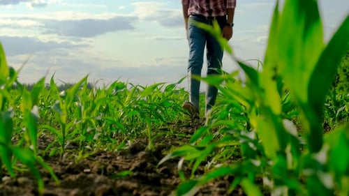 Male Farmer in a Corn Field Selective Focus