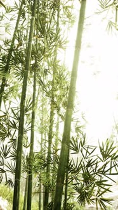 Dense Bamboo Group in Forest Vertical