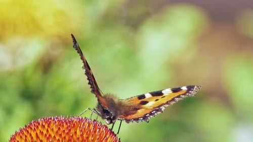 Extreme close up macro shot of orange Small tortoiseshell butterfly collecting nectar from purple co