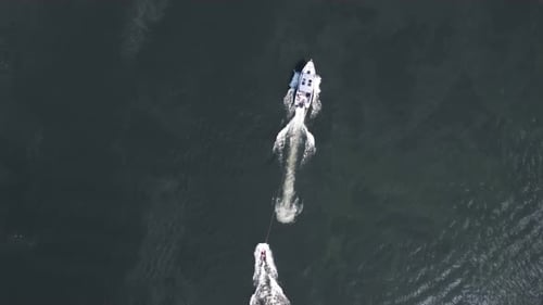 A Young Man Rides a Wakeboard A Sports Guy Rides on the Water on a Board Behind a Boat Top View From
