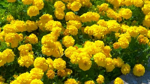 Gelbe Ringelblumenblüten bewegen sich sanft im Wind