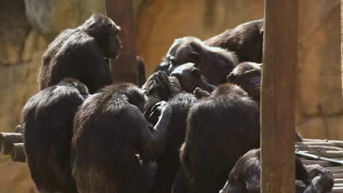 Group of Chimpanzees Gather Together on Platform