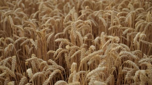 Closeup Texture of Golden Wheat Field Ready for Harvest