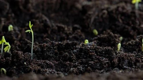 Growing Plant Sprout From Soil Timelapse