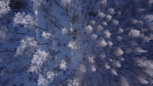 Seasonal forest in winter northern Europe covered with frost sunny daylight aerial view