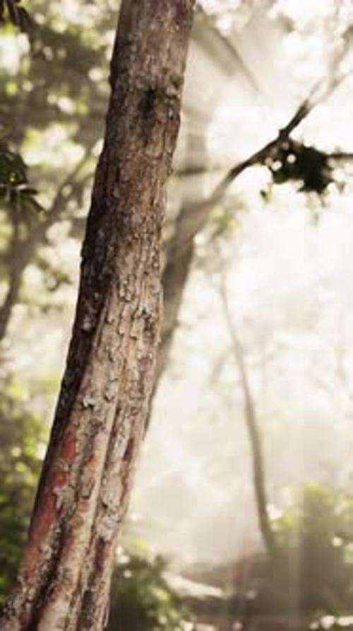 Sunlight Filtering Through Trees in Forest
