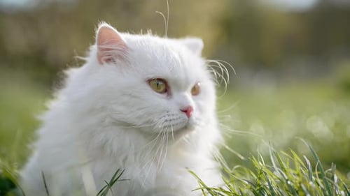 White Highland Straight Fluffy Cat Green Lawn backgroundDomestic Kitty on Walk