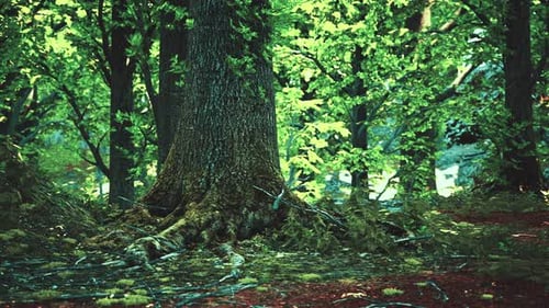 Forest Landscape with Old Massive Trees and Mossy Stones
